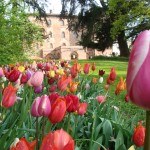 castello-di-pralormo_tulipani